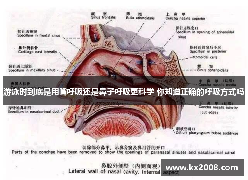 游泳时到底是用嘴呼吸还是鼻子呼吸更科学 你知道正确的呼吸方式吗